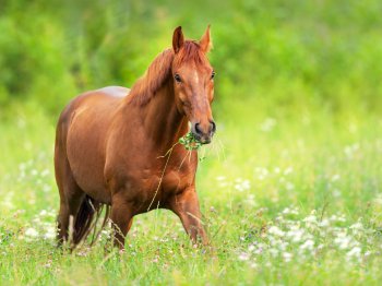 Wel of niet bijvoeren bij weidegang? – dit moet je weten!