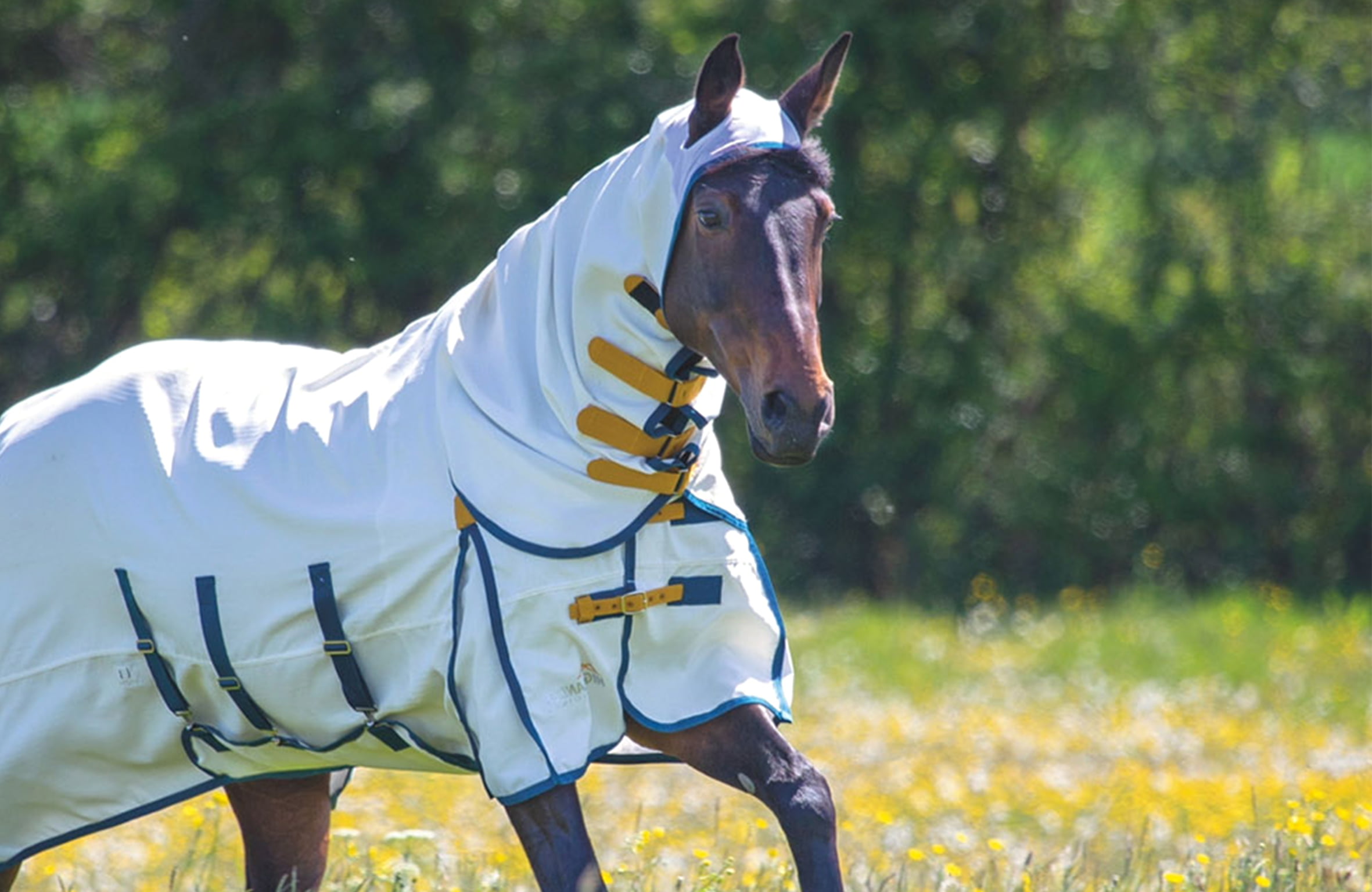 Haast je Vertrouwen Ongemak Mijn paard heeft zomereczeem, wat kan ik hem voeren? DO'S & DONT'S -  VITALBIX