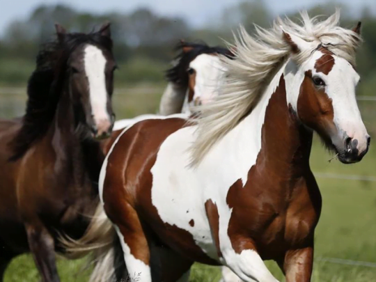 De juiste aanvulling voor onze dekhengst, fokmerrie’s en jonge paarden!