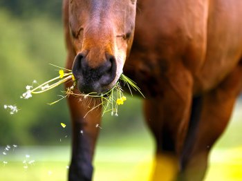 Weer het gras op – feest én risico’s! 12 tips om jouw paard gezond te houden