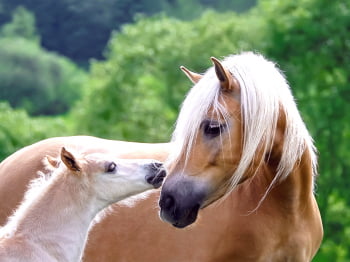 Afspenen op een gezonde manier – voorkom maagproblemen