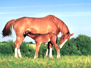 Houd jouw merrie tijdens lactatie in goede conditie!