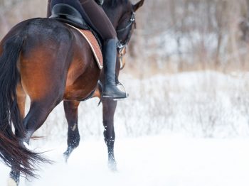 Mijn paard blijft (in de wintermaanden) achter in bespiering – leer hoe je dit kunt voorkomen!